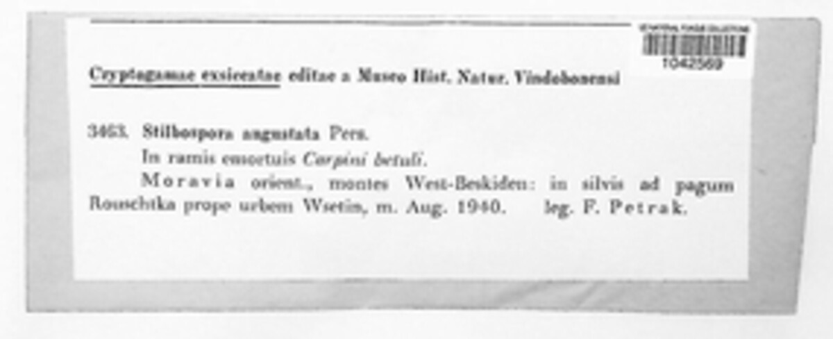 Bartaliniaceae image